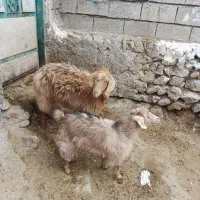 1عدد بز جوان ننه بالا برای نگه داشتن