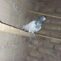کله دار ماده|پرنده|بهارستان, |دیوار