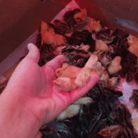 بلدرچین 1 تا 17 روزه|حراج|تالش, تالش|دیوار