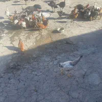 فروش مرغ و خروس محلی اصل|حیوانات مزرعه|پاتاوه, |دیوار