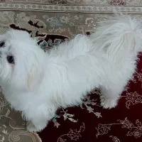 سگ شیتزو