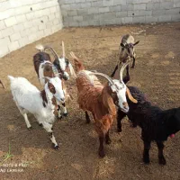 بز های ماده|حیوانات مزرعه|بندر ترکمن, |دیوار