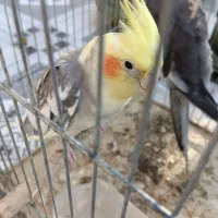 عروس هلندی نر