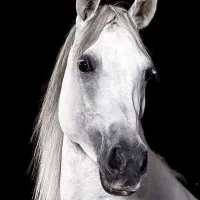 فروش مادیون یکسر زیبایی ۳ ساله