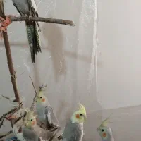 عروسهلندی رام و دستی 750 تومن