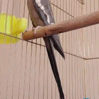 جفت عروس هلندی مولد دستی سخنگو سالم