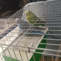 دوعد مرغ عشق نر با قفس|پرنده|فولادشهر, مسکن مهر فولادشهر|دیوار