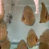بچه دیسکس هکل ۲ اینج
