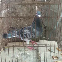 کفتر|پرنده|بندرعباس, |دیوار