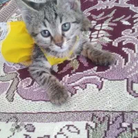 گربه