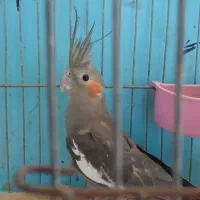 عروس هلندی جوان