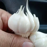 سیر طارم کیلوی50