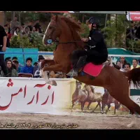 کشش سیلمی کرد ((طوطی افسانه ای))