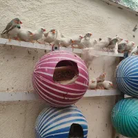 فنچ و لونه فنچ