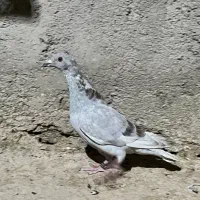 جوجه کبوتر قوره ای