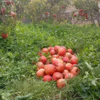 باغ فروشی|فروش خانه و ویلا|سلفچگان, |دیوار