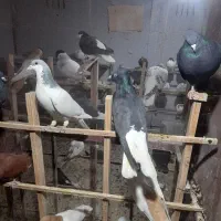 تعدادی کفتر رنگی .واکسن خورده.از پر دراومده|پرنده|قزوین, |دیوار