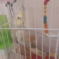 عروس هلندی|پرنده|بومهن, |دیوار