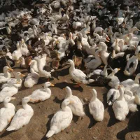 اردک|حیوانات مزرعه|سنگر, |دیوار