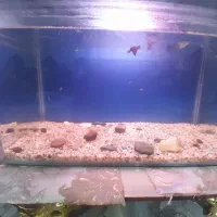 اکواریوم و ماهی با وسایل