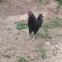 مرغ و خروس گلین سیاه
