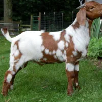 فروش بزغاله