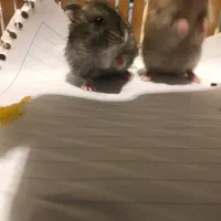 بچه همستر زرنگ|موش و خرگوش|تهران, تهرانپارس جنوبی|دیوار