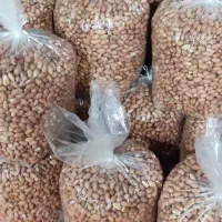 محصولات بادام زمینی ممتاز آستانه اشرفیه