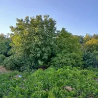 باغ بین جاده ترخین اباد و ملهمدره فروشنده واقعی