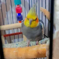 عروس هلندی نر