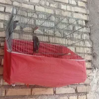 قفس|اسباب‌بازی بچه|خرمشهر, |دیوار