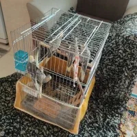 عروس هلندی|پرنده|دیواندره, |دیوار