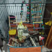 جفت طوطی عروس سخنگو