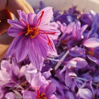 گل زعفران سلف میدم برا برج 8 وقتش کیلو 1200