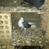 کبوتر سرور و تکپر|پرنده|رامیان, |دیوار