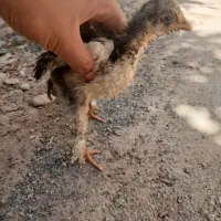 مرغ با جوجه همراه مرغ میناتوری|حیوانات مزرعه|تیران, |دیوار