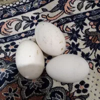 تخم اردک روسی وتخم قوغاز چینی