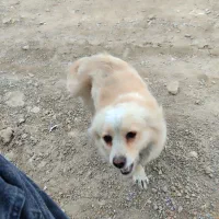 سه سگ  خانگی