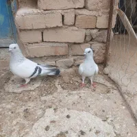 کبوتر