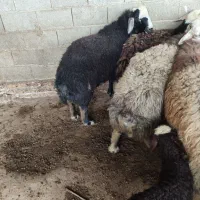 کیلو هم میدم وزن بالا گوساله فقط فقط خوردن یکسال