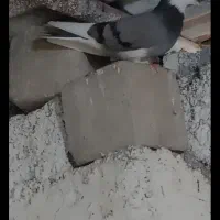 کفتر ماده پرشی