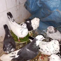 ۸تا کفتر خوبه تهرانی