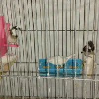 فنچ بنگالی کاکلی مولد