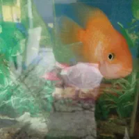 اکواریوم باماهی و لوازم  یکجا