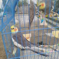 عروس هلندی|پرنده|سیاهکل, |دیوار