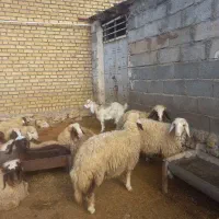 بزقاله ماده.گیسگ