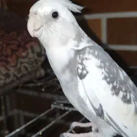 عروس هلندی لوتینو|پرنده|اردکان, |دیوار