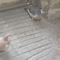 چپ دم رنگی|پرنده|بجنورد, |دیوار