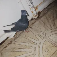 کفتر
