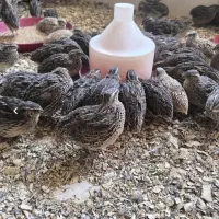 بلدرچین